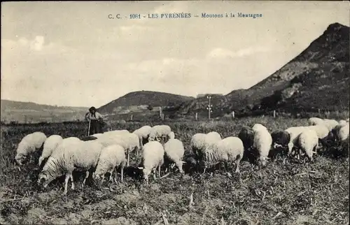 Ak Les Pyrenees, Moutons a la Montagne