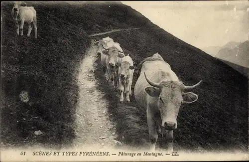 Ak Scenes et Types des Pyrenees, Paturage en Montagne