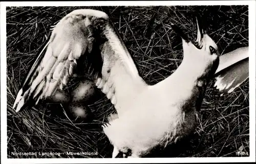 Ak Nordseebad Langeoog Ostfriesland, Möwenkolonie, Nest, Eier