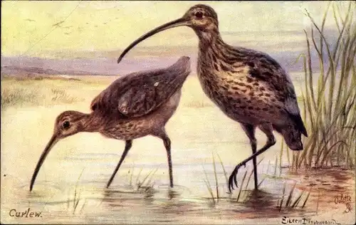 Künstler Ak Drummond, Eileen, Curlew, Brachvögel, Tuck 9548