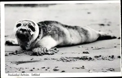 Ak Insel Baltrum in Ostfriesland, Seehund