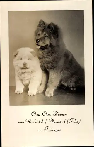 Ak Oberstdorf im Oberallgäu, Chow Chow Zwinger vom Hendrickshof am Freibergsee