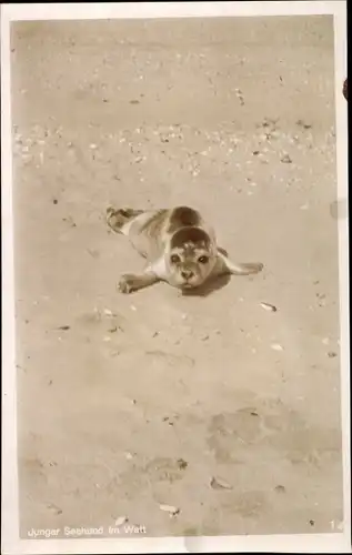 Ak Junger Seehund im Watt