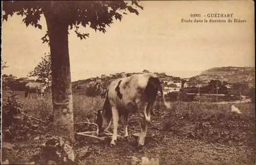 Ak Guéthary Pyrénées Atlantiques, Etude dans la direction de Bidart