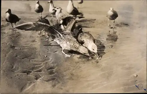 Ak Baltrum, Möwen am Strand