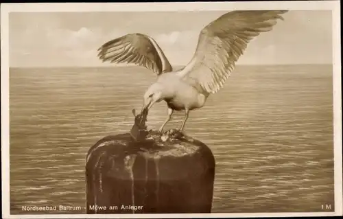 Ak Baltrum, Möwen am Anleger
