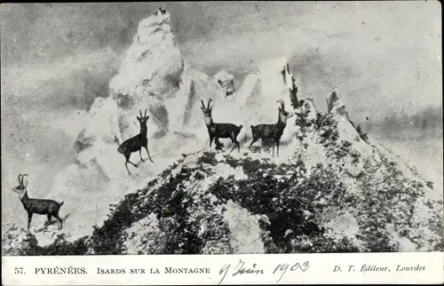 Ak Hautes Pyrénées, Isards sur la Montagne