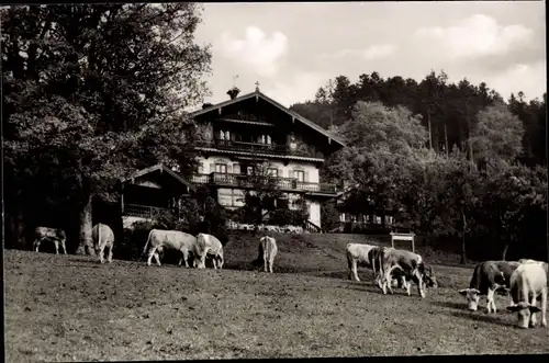 Ak St. Quirin Gmund am Tegernsee Oberbayern, Unterbuchberg, Kühe