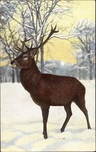 Ak Ausgewachsener Hirsch im Schnee, Geweih, Winter
