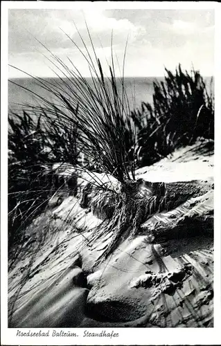 Ak Insel Baltrum in Ostfriesland, Strandhafer