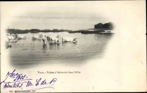 Ak Vichy Allier, Vaches a l'abreuvoir dans l'Allier