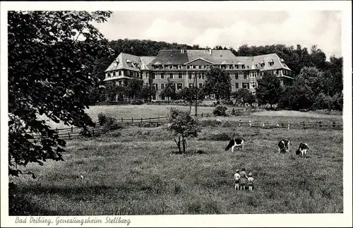 Ak Bad Driburg in Westfalen, Gensungsheim Stellberg, Kinde, Grasende Kühe