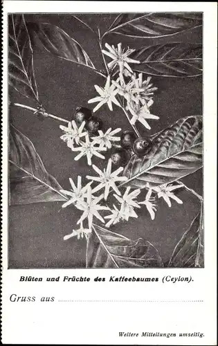 Ak Blüten und Früchte des Kaffeebaumes, Ceylon, Kaffeeimport Adolph Richter & Co., Hamburg