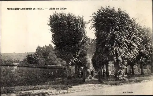 Ak Montigny Lencoup Seine et Marne, Allee du Cedre