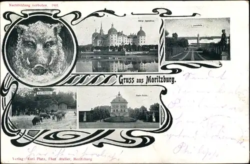 Ak Moritzburg in Sachsen, Wildschwein, Jagdschloss, Leuchtturm, Fasan Palais