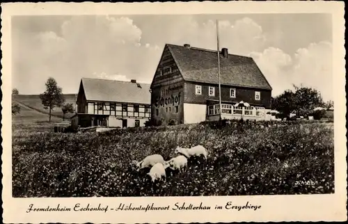 Ak Schellerhau Altenberg im Erzgebirge, Fremdenheim Eschenhof, Schafe weiden