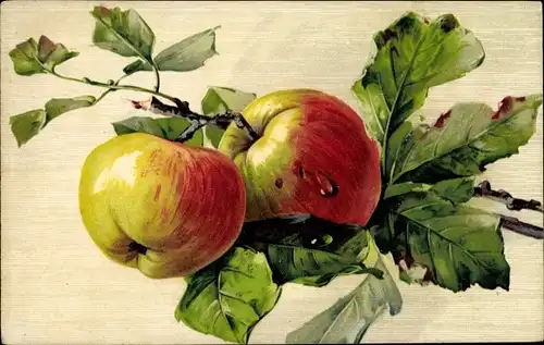 Künstler Ak Stillleben, Äpfel an einem Zweig