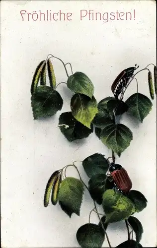 Ak Glückwunsch Pfingsten, Maikäfer auf Birkenzweig