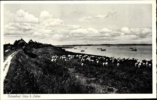 Ak Stein in Schleswig Holstein, Schafherde am Meer