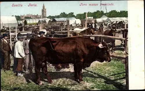 Ak Sevilla Andalusien, Feria, Toro manso premiado