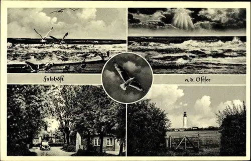 Ak Falshöft Nieby an der Ostsee, Ortsansichten, Möwen