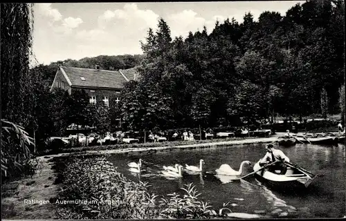 Ak Ratingen Nordrhein Westfalen, Gaststätte Auermühle, Teich, Schwäne, Ruderboot