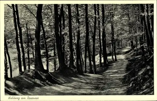 Ak Raisdorf Schwentinental Schleswig Holstein, Waldweg am Rosensee