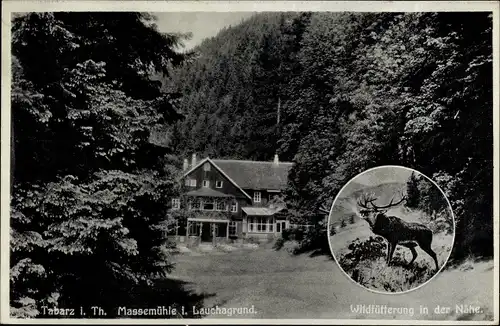 Ak Tabarz im Thüringer Wald, Waldgasthaus Massemühle im Lauchagrund, Hirsch