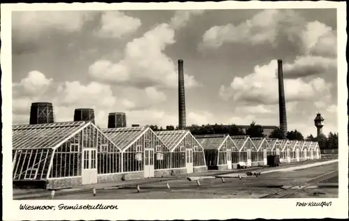 Ak Wiesmoor Ostfriesland, Großgärtnerei, Gemüsekulturen, Schornsteine