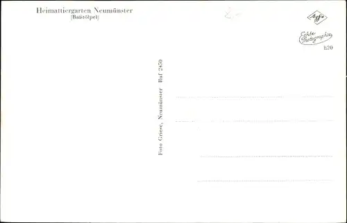 Ak Neumünster in Holstein, Heimattiergarten, Baßtölpel