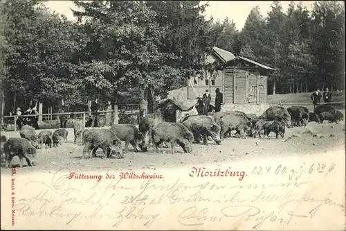 Ak Moritzburg Sachsen, Fütterung der Wildschweine