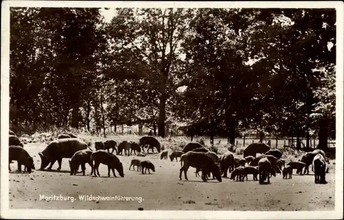 Ak Moritzburg Sachsen, Wildschweinfütterung