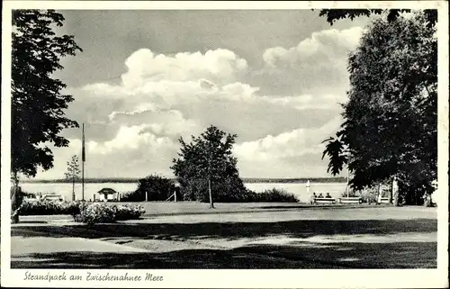 Ak Bad Zwischenahn in Niedersachsen, Strandpark, Bäume