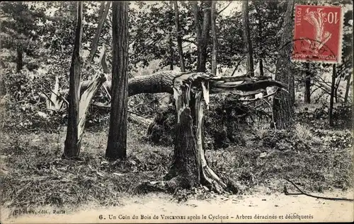 Ak Vincennes Val de Marne, Apres le Cyclone, Un Coin du Bois