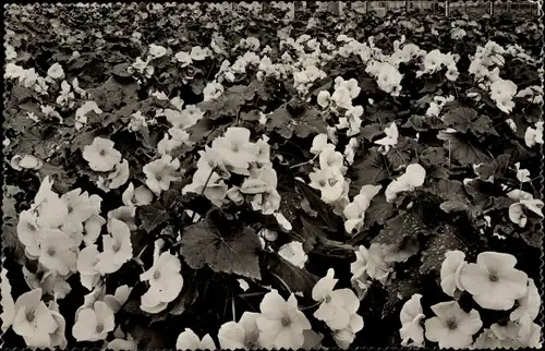Ak Aalsmeer Nordholland, Een Kas met bloeiende Begonias