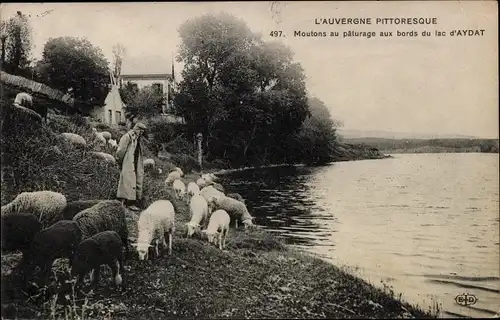 Ak Aydat Puy de Dôme, Moutons au paturage aux bords du lac