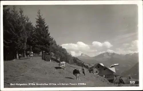 Ak Bad Hofgastein in Salzburg, Annakaffee, Hohe Tauern, Rinder