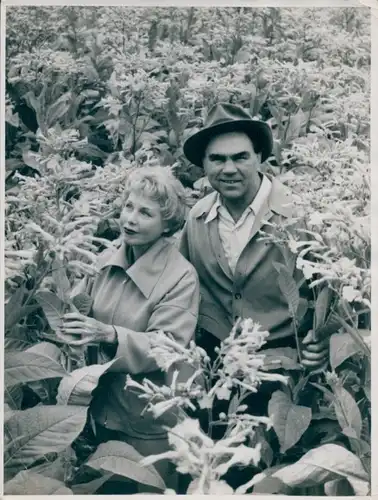 Foto Boxer Max Schmeling auf seiner Farm, 1955, Tabakpflanzen