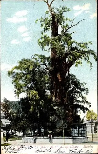 Ak Popotla Mexiko Stadt Mexiko, El Arbol de la Noche Triste