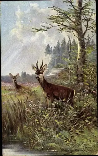 Künstler Ak Müller, M. jun., Zwei Rehe auf einer Wiese, Rehbock
