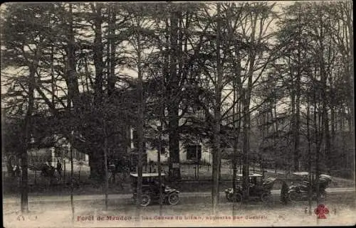 Ak Meudon Hauts de Seine, Foret de Meudon, Les Cedres du Liban, apportes par Jussieu