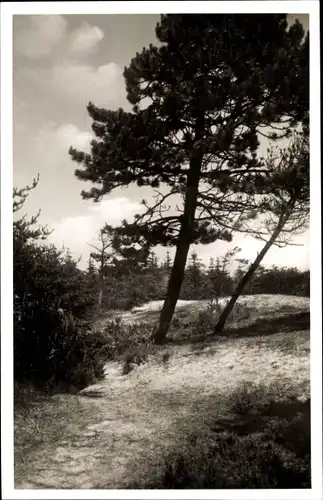 Ak Nordseebad Sankt Peter Ording, Waldpartie
