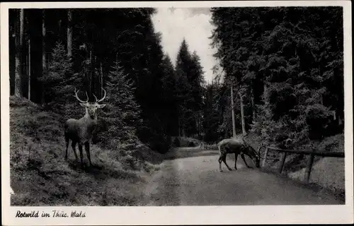 Ak Rotwild im Thüringer Wald