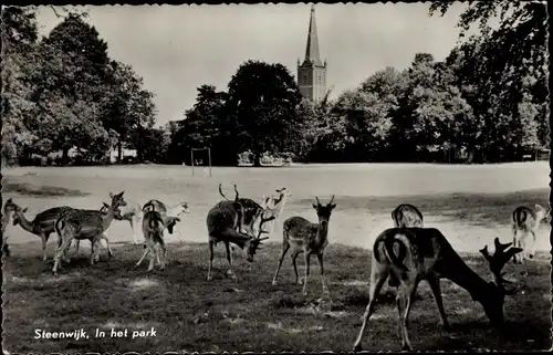 Ak Steenwijk Steenwijkerland Overijssel, In het park, Hirsche