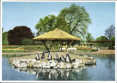 Ak Hamburg Mitte, Internationale Gartenbauausstellung 1953, Pinguine