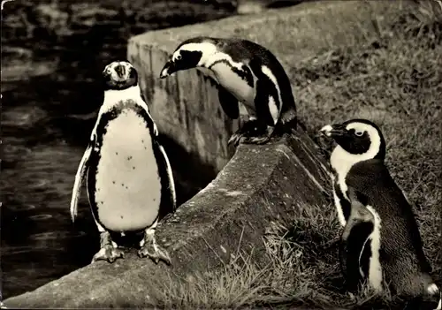 Ak Drei Pinguine im Zoo