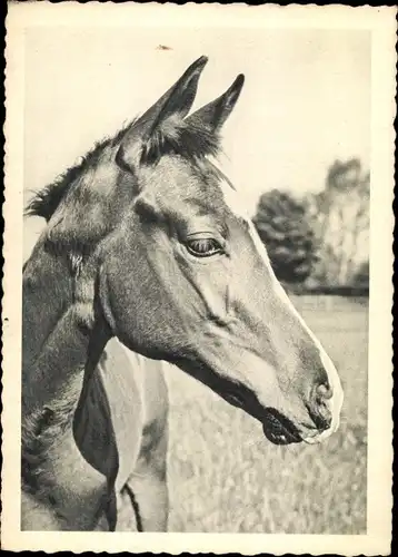 Foto Ak Pferdeportrait, Fohlen