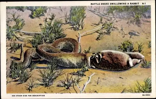 Ak Rattle snake swallowing a rabbit, Klapperschlange