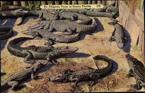 Ak Florida USA, An Alligator farm, Krokodile