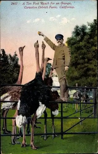 Ak Kalifornien USA, A ten foot reach for an orange, Cawston Ostrich Farm, Strauße